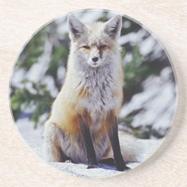 Red Fox sitting on snow bank, Vulpes, Mt. Coaster (Front)