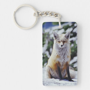 Red Fox sitting on snow bank, Vulpes, Mt. Key Ring