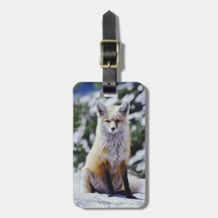 Red Fox sitting on snow bank, Vulpes, Mt. Luggage Tag