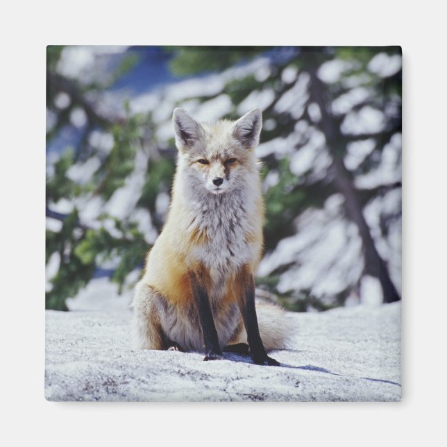 Red Fox sitting on snow bank, Vulpes, Mt. Magnet (Front)