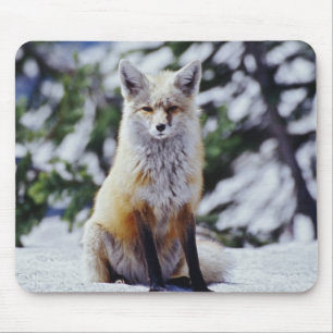 Red Fox sitting on snow bank, Vulpes, Mt. Mouse Pad