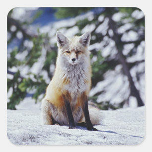 Red Fox sitting on snow bank, Vulpes, Mt. Square Sticker
