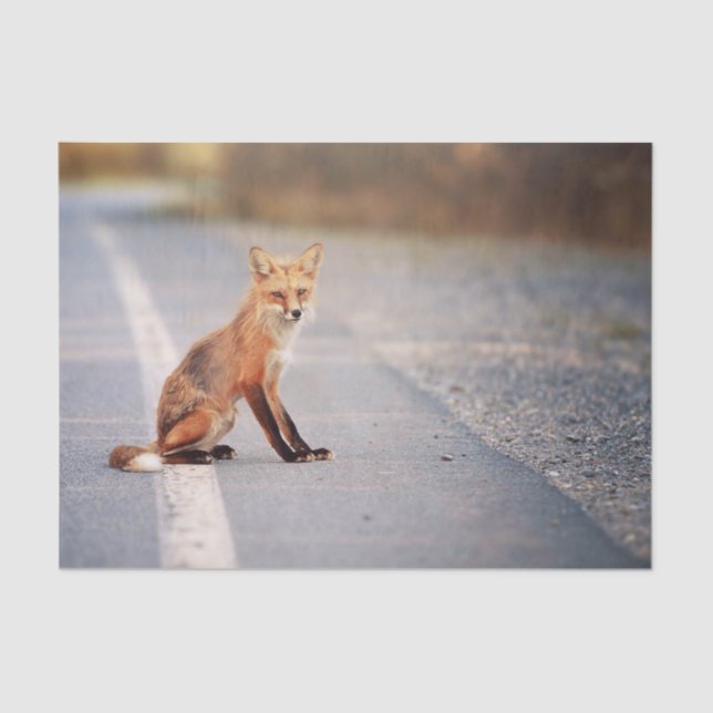 Red Fox Sitting on the side of the road Tissue Paper (Front)