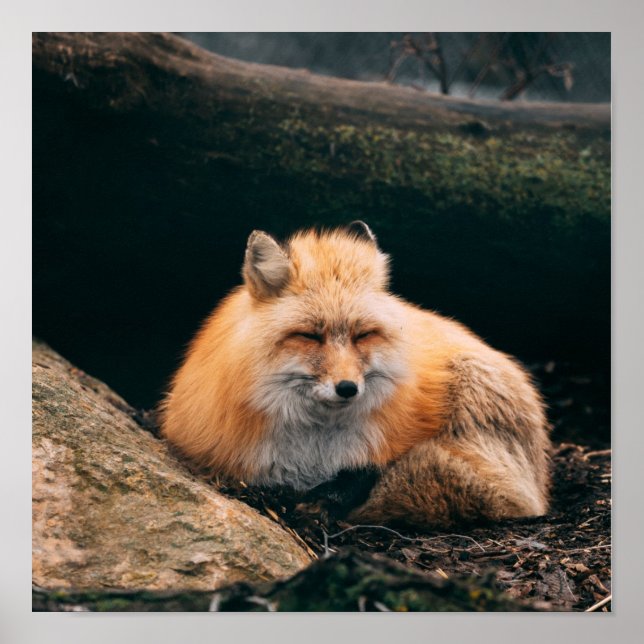 Red Fox Sleeping Poster (Front)