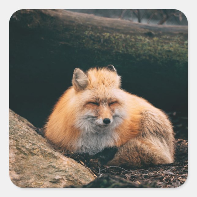 Red Fox Sleeping Square Sticker (Front)