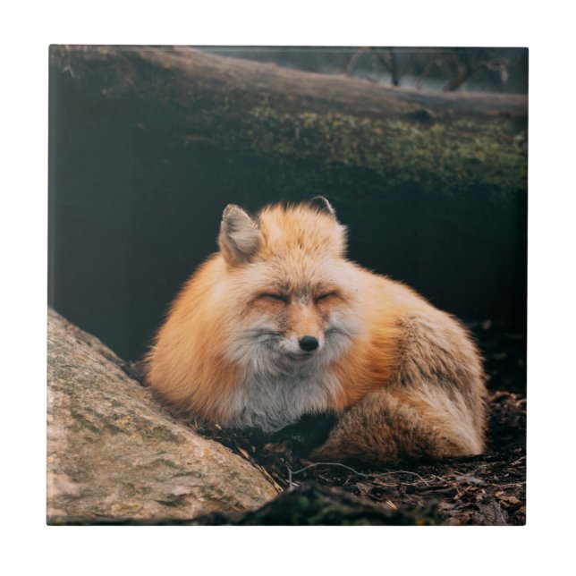 Red Fox Sleeping Tile (Front)