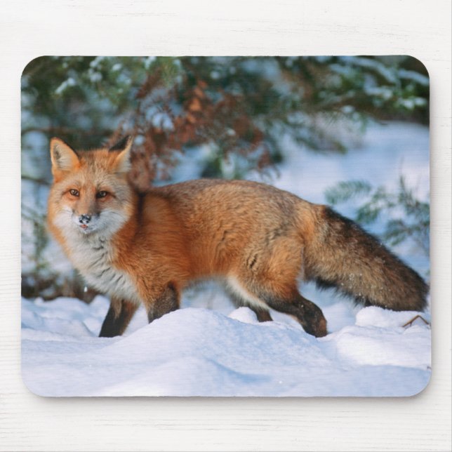 Red Fox | Snow in Winter, Montana Mouse Pad (Front)