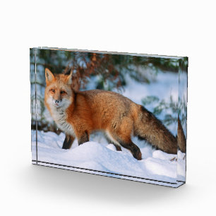 Red Fox Snow in Winter, Montana Photo Block