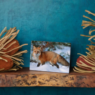 Red Fox Snow in Winter, Montana Plaque