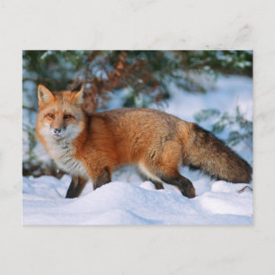 Red Fox   Snow in Winter, Montana Postcard