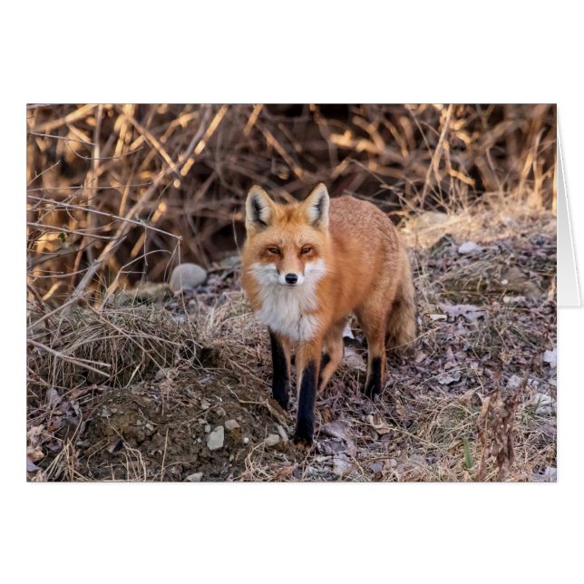 Red Fox up close and personal (Front Horizontal)