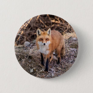 Red Fox up close and personal 6 Cm Round Badge