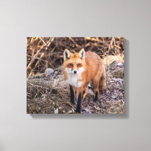 Red Fox up close and personal Canvas Print
