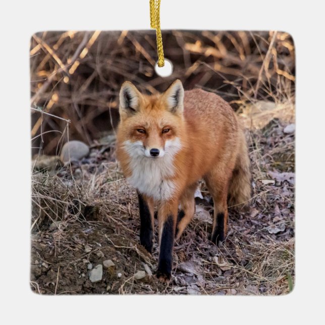 Red Fox up close and personal Ceramic Ornament (Front)