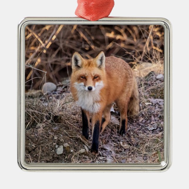 Red Fox up close and personal Metal Tree Decoration (Front)