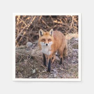 Red Fox up close and personal Napkin