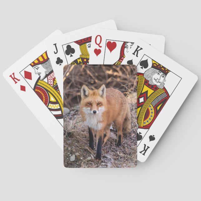 Red Fox up close and personal Playing Cards (Back)