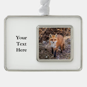 Red Fox up close and personal Silver Plated Framed Ornament