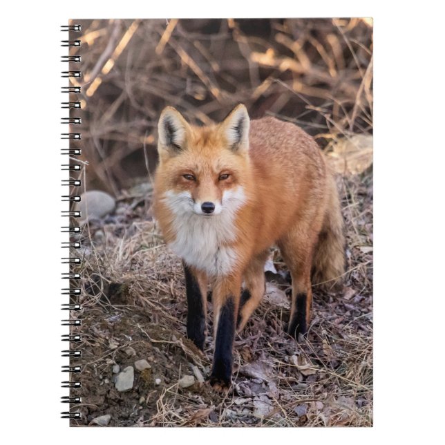 Red Fox up close and personal Spiral Notebook (Front)