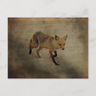 Red Fox Vixen - Island Beach State Park - NJ Postcard