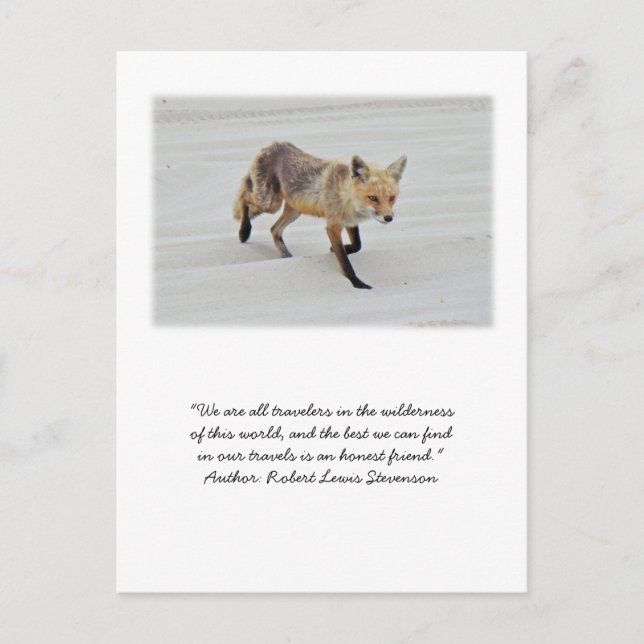 Red Fox Vixen - Island Beach State Park - NJ Postcard (Front)