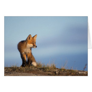 red fox, Vulpes vulpes