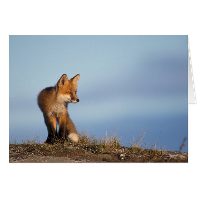 red fox, Vulpes vulpes (Front Horizontal)