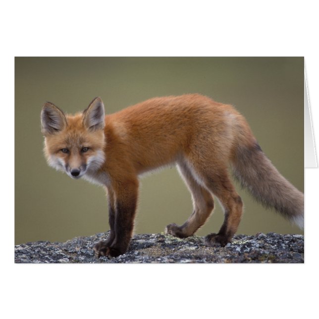 red fox, Vulpes vulpes, along the central North 2 (Front Horizontal)