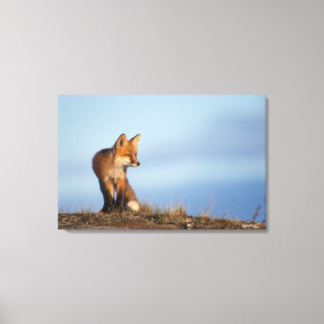 red fox, Vulpes vulpes Canvas Print (Front)