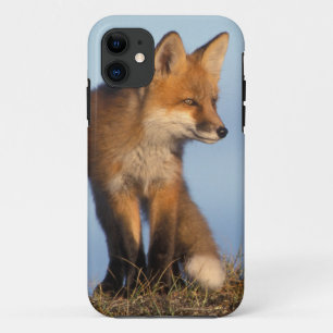 red fox, Vulpes vulpes Case-Mate iPhone Case