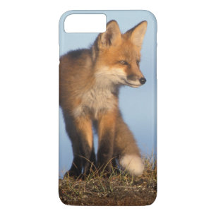 red fox, Vulpes vulpes Case-Mate iPhone Case