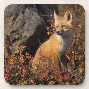 red fox, Vulpes vulpes Coaster