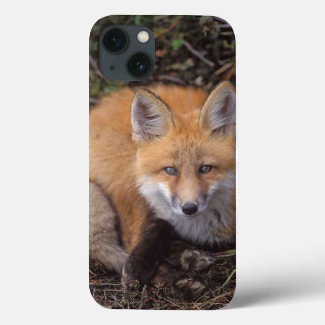 red fox, Vulpes vulpes, in fall colors Case-Mate iPhone Case (Back)