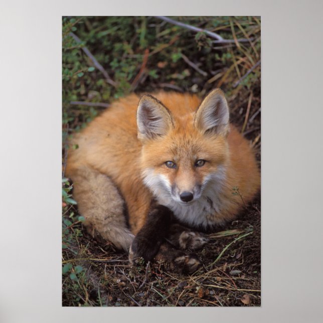 red fox, Vulpes vulpes, in fall colours along Poster (Front)