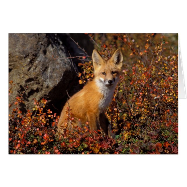 red fox, Vulpes vulpes, in fall colours along the (Front Horizontal)