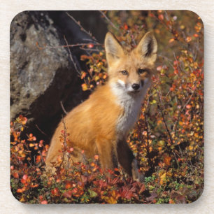 red fox, Vulpes vulpes, in fall colours along the Coaster
