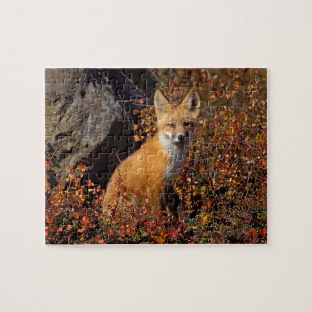 red fox, Vulpes vulpes, in fall colours along the Jigsaw Puzzle (Horizontal)