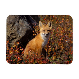 red fox, Vulpes vulpes, in fall colours along the Magnet