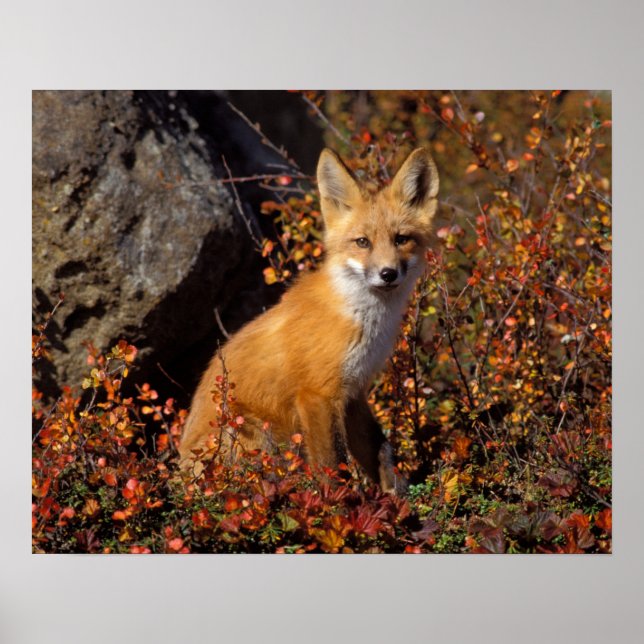 red fox, Vulpes vulpes, in fall colours along the Poster (Front)