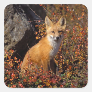 red fox, Vulpes vulpes, in fall colours along the Square Sticker
