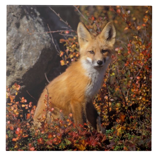 red fox, Vulpes vulpes, in fall colours along the Tile (Front)