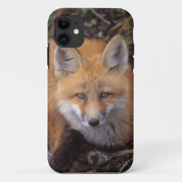 red fox, Vulpes vulpes, in fall colours
