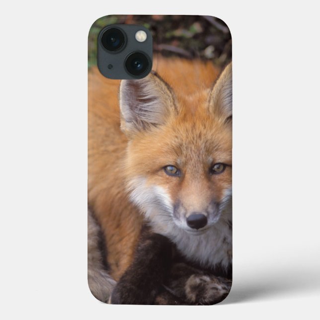red fox, Vulpes vulpes, in fall colours Case-Mate iPhone Case (Back)