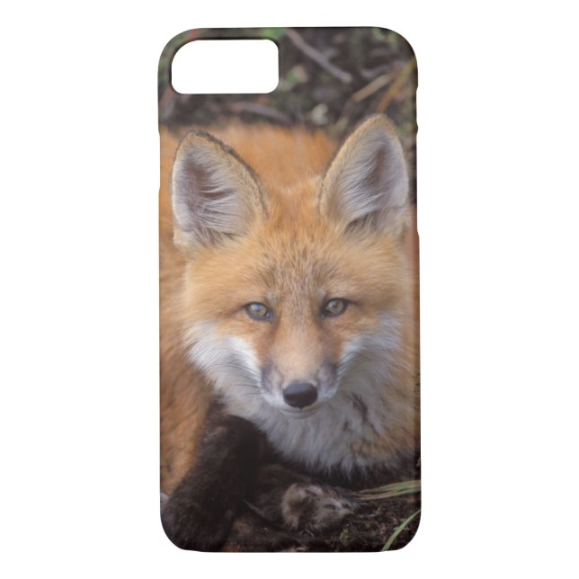 red fox, Vulpes vulpes, in fall colours Case-Mate iPhone Case (Back)