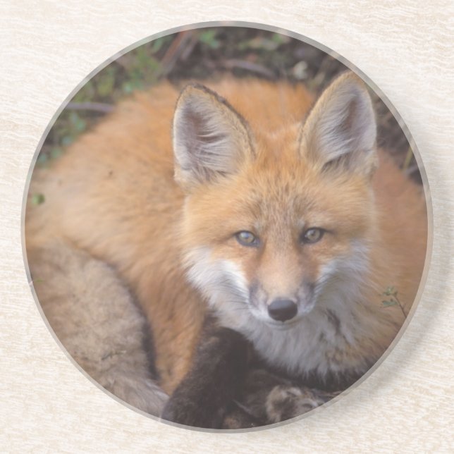 red fox, Vulpes vulpes, in fall colours Coaster (Front)
