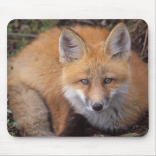 red fox, Vulpes vulpes, in fall colours Mouse Pad