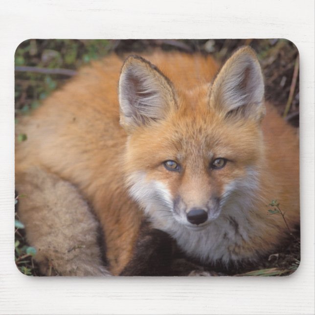 red fox, Vulpes vulpes, in fall colours Mouse Pad (Front)