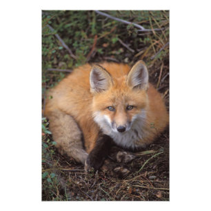 red fox, Vulpes vulpes, in fall colours Photo Print