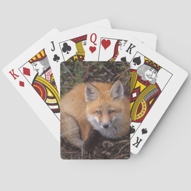 red fox, Vulpes vulpes, in fall colours Playing Cards (Back)