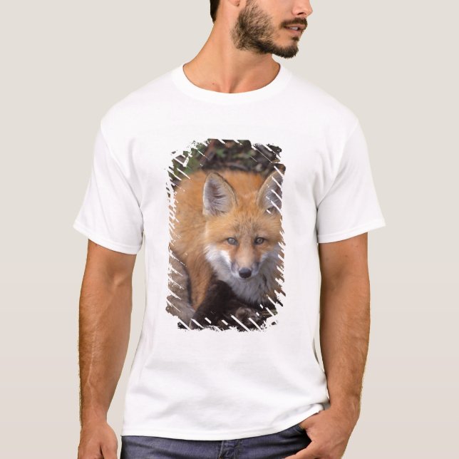 red fox, Vulpes vulpes, in fall colours T-Shirt (Front)